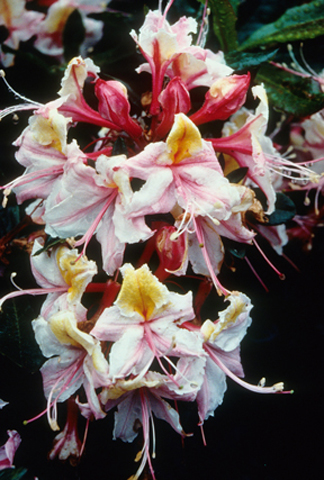 native azalea photo